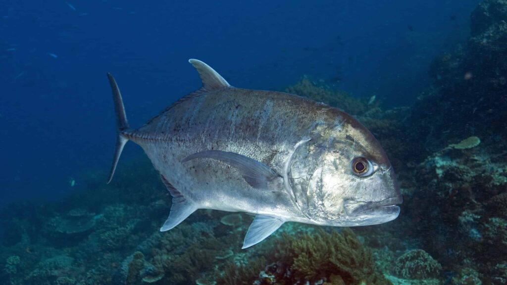 Giant-Trevally