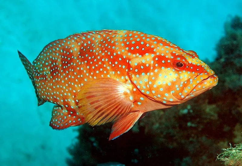 Plectropomus_leopardus-Leonard-Low-2005-GBR-Cairns-Aus