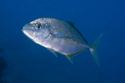 carangoides-bajad-orange-spotted-trevally-raja-ampat-west-papua-img1270_3002852317