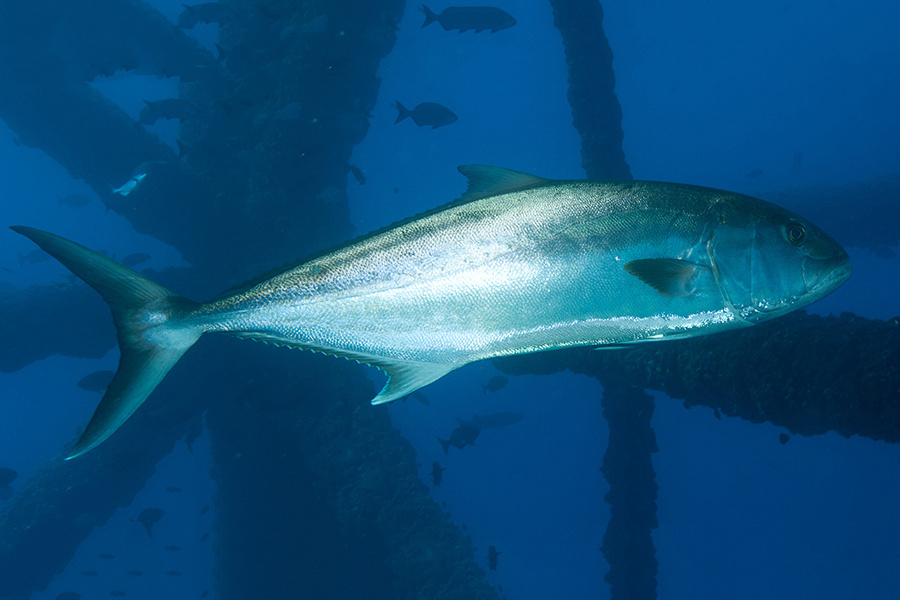 greater-amberjack-noaa