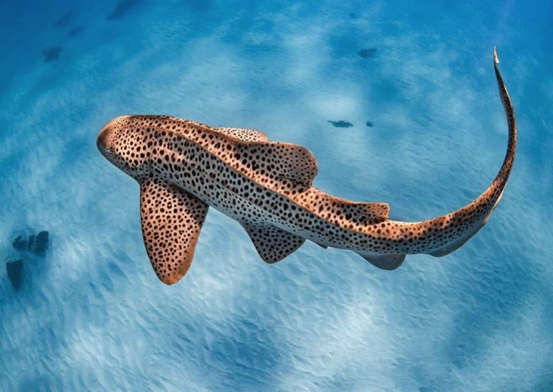 leopard-shark-maldives